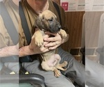Small Photo #1 Great Dane Puppy For Sale in ALIQUIPPA, PA, USA