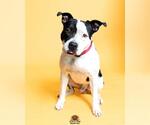 Small #1 American Staffordshire Terrier