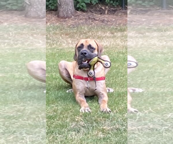 Medium Photo #2 Mastiff Puppy For Sale in McMinnville, OR, USA