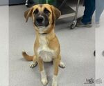 Small #4 Labrador Retriever Mix