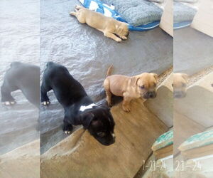 Gamora-in a foster home - Female Boxer-Unknown Mix Dog for Adoption - Photo #14