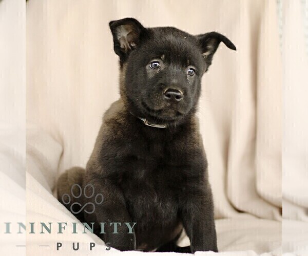 Medium Photo #3 Belgian Malinois Puppy For Sale in RONKS, PA, USA