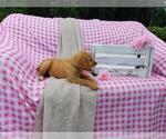 Small Photo #8 Golden Retriever Puppy For Sale in SHERIDAN, MI, USA