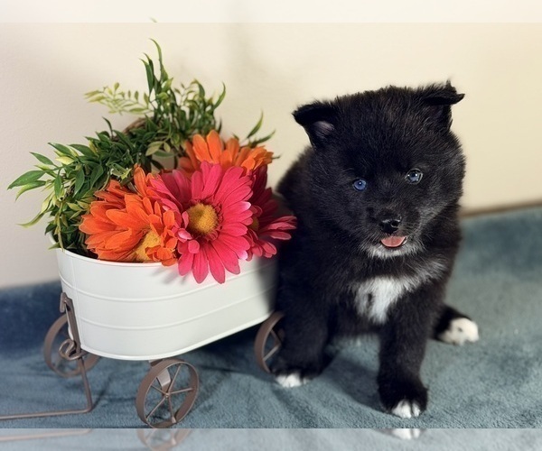 Medium Photo #3 Pomsky Puppy For Sale in DE SOTO, KS, USA