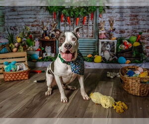 Staffordshire Bull Terrier Dogs for adoption in Garner, NC, USA