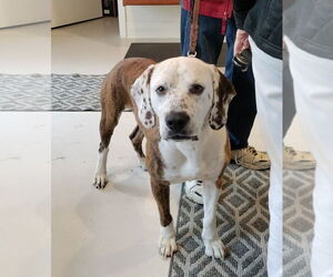 Boxer-Unknown Mix Dogs for adoption in Mt. Gilead, OH, USA