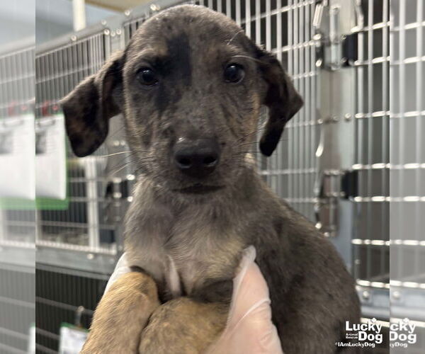 Medium Photo #3 Catahoula Leopard Dog-Unknown Mix Puppy For Sale in Washington, DC, USA