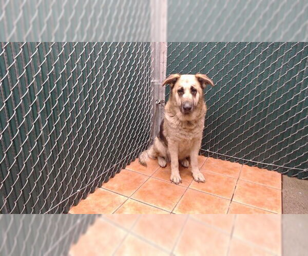 Medium Photo #1 German Shepherd Dog-Unknown Mix Puppy For Sale in Downey, CA, USA