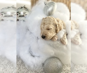 Goldendoodle Puppy for sale in EVANS, GA, USA