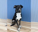 Small #11 German Shepherd Dog Mix