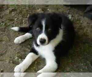 German Shepherd Dog Puppy for sale in ADRIAN, MI, USA
