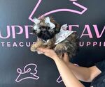 Small #4 Shih Tzu