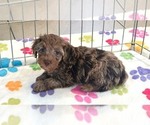 Small #6 Cockapoo (Toy)-Poodle (Toy) Mix