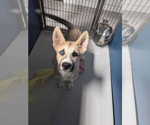 German Shepherd Dog-Siberian Husky Mix Dogs for adoption in Woodbury, NY, USA