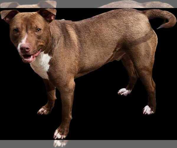Medium Photo #9 American Pit Bull Terrier-Chocolate Labrador retriever Mix Puppy For Sale in Princeton, MN, USA