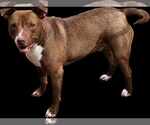 Small #8 American Pit Bull Terrier-Chocolate Labrador retriever Mix