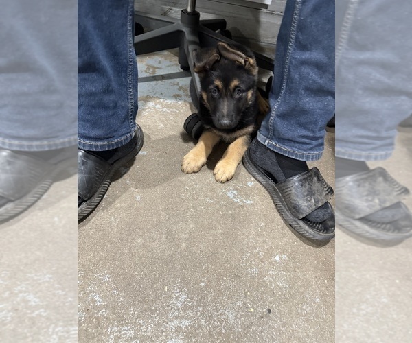 Medium Photo #2 German Shepherd Dog Puppy For Sale in BRIGHTON, CO, USA