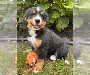 Medium Bernese Mountain Dog