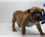 Small #2 American Bully