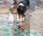 Small Photo #8 Border Collie-Unknown Mix Puppy For Sale in Oakhurst, NJ, USA