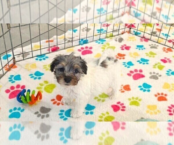 Medium Photo #14 Havapoo Puppy For Sale in ORO VALLEY, AZ, USA