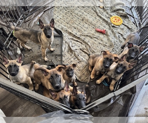 Medium Photo #1 German Malinois Puppy For Sale in GARLAND, NC, USA
