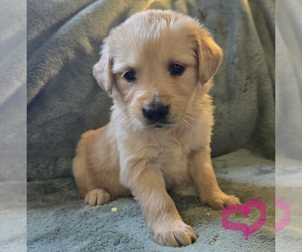 Medium Photo #1 Golden Retriever Puppy For Sale in RIGA, MI, USA