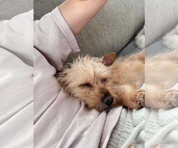 Medium Photo #5 Mutt Puppy For Sale in Mount Pleasant, SC, USA