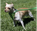 Small Chihuahua Mix