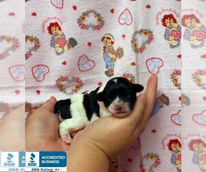 Poodle (Toy)-Schnauzer (Miniature) Mix Puppy for sale in WINNSBORO, LA, USA