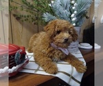 Small Photo #6 Poodle (Toy) Puppy For Sale in MILFORD, IN, USA