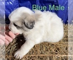 Small Photo #3 Great Pyrenees Puppy For Sale in LINCOLN, MI, USA