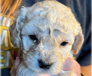 Cockapoo-Poodle (Miniature) Mix Puppy for sale in BAYVILLE, NJ, USA