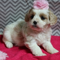 Cavachon Puppy for sale in NAVARRE, OH, USA