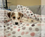 Small #7 Mutt