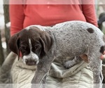 Puppy 7 T Rex German Shorthaired Pointer-German Wirehaired Pointer Mix