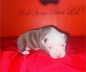Medium American Pit Bull Terrier