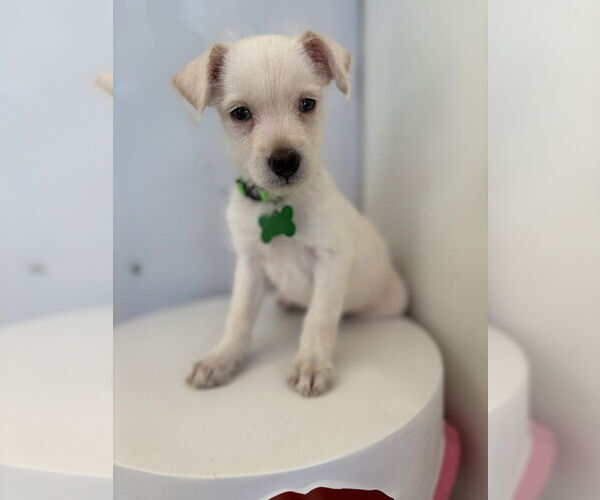 Medium Photo #3 Mutt Puppy For Sale in Studio City, CA, USA