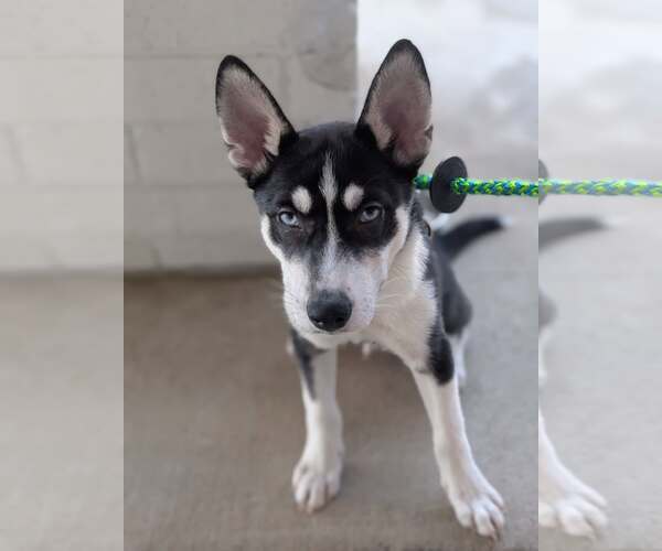 Medium Photo #13 Siberian Husky-Unknown Mix Puppy For Sale in Holly Springs, NC, USA