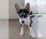 Small #12 Siberian Husky Mix