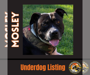 MOSLEY - Male American Bulldog-Unknown Mix Dog for Adoption - Photo #12