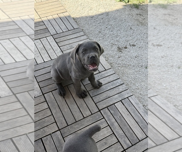 Medium Photo #5 Cane Corso Puppy For Sale in STUART, IA, USA