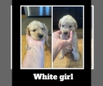 Puppy Lucy Golden Retriever