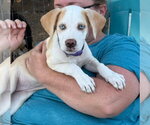 Small Labrador Retriever Mix