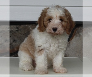 Cavapoo Puppy for sale in FREDERICKSBURG, OH, USA