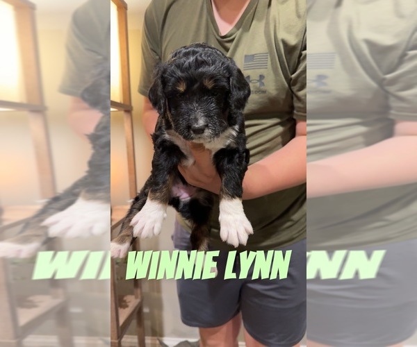 Medium Photo #24 Aussiedoodle-Bernedoodle Mix Puppy For Sale in LOGAN, OH, USA
