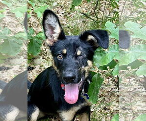 German Shepherd Dog-Unknown Mix Dogs for adoption in Coldwater, MI, USA