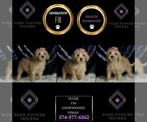 Medium Photo #6 Goldendoodle (Miniature) Puppy For Sale in WARSAW, IN, USA