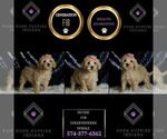 Small #5 Goldendoodle (Miniature)