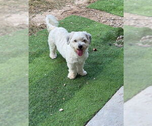 Poodle (Miniature)-Unknown Mix Dogs for adoption in Oak Bluffs, MA, USA